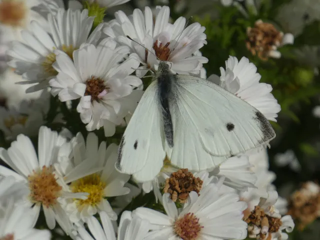 Pieris rapae - répalepke