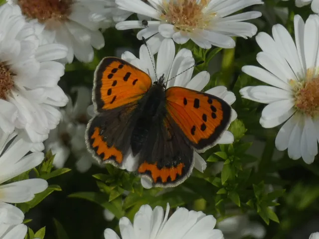 Lycaena phlaeas - közönséges tűzlepke