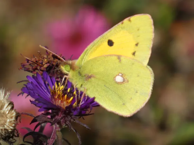Colias croceus - sáfránylepke
