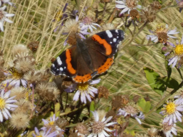 Vanessa atalanta - atalantalepke