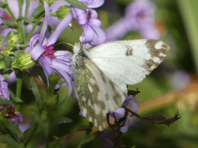 Pontia edusa - rezedalepke