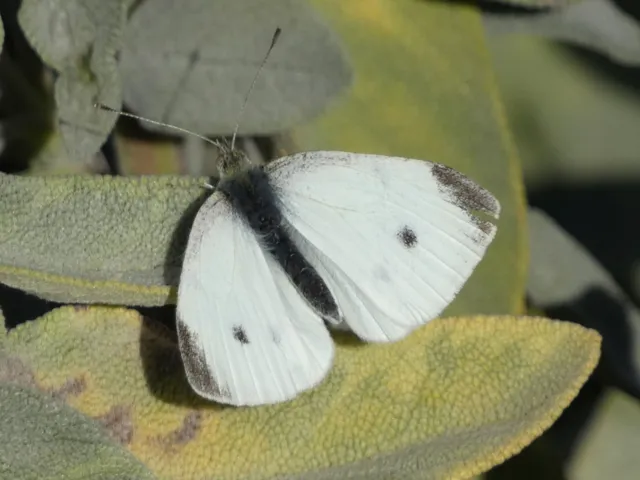 Pieris rapae - répalepke