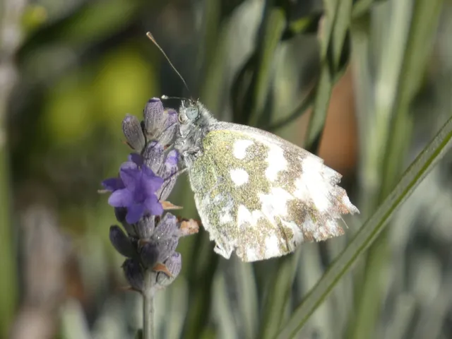 Pontia edusa - rezedalepke
