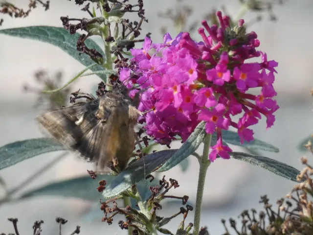 Autographa gamma - gammalepke