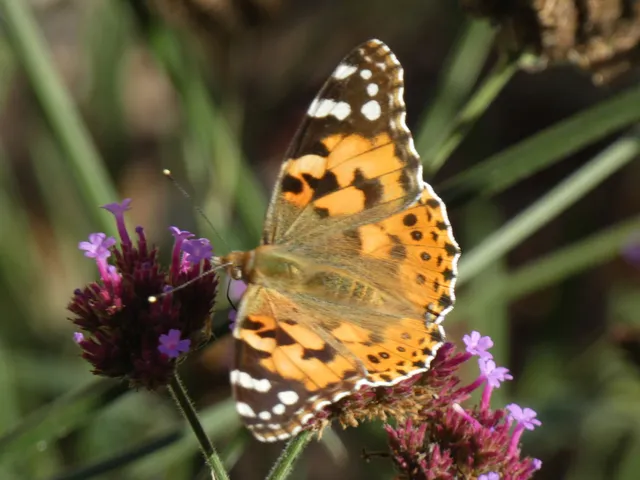Vanessa cardui - bogáncslepke