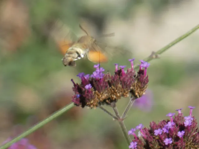 Macroglossum stellatarum - kacsafarkú szender