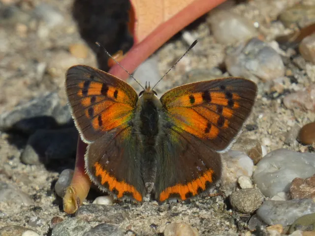 Lycaena phlaeas - közönséges tűzlepke