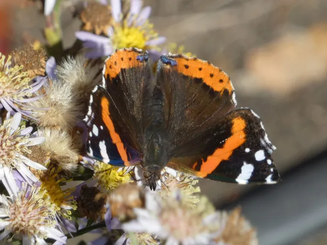 Vanessa atalanta - atalantalepke