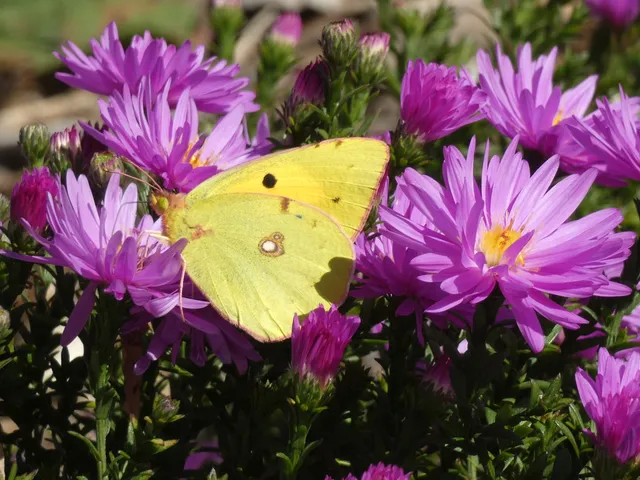 Colias croceus - sáfránylepke