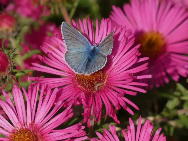 Polyommatus icarus - közönséges boglárka