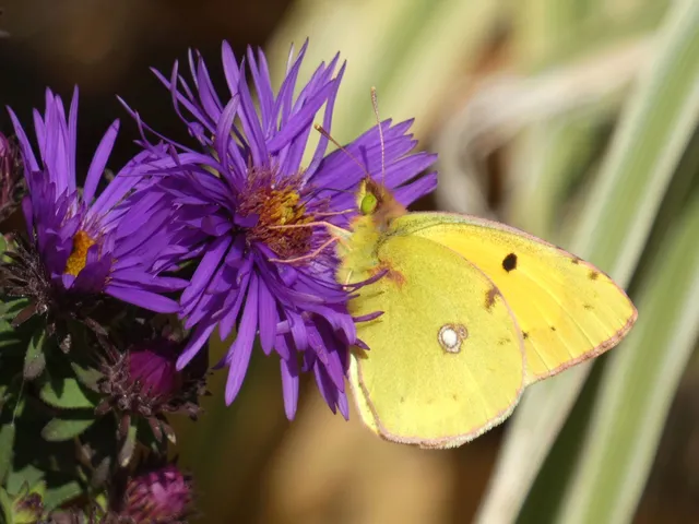 Colias croceus - sáfránylepke