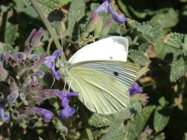 Pieris rapae - répalepke