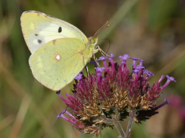Colias croceus - sáfránylepke