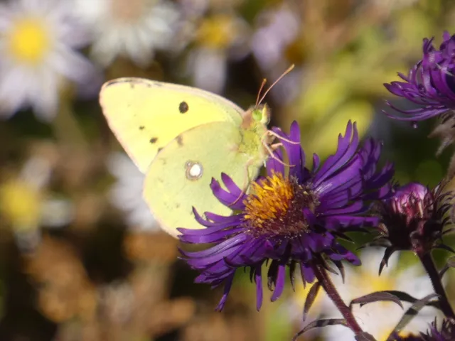 Colias croceus - sáfránylepke