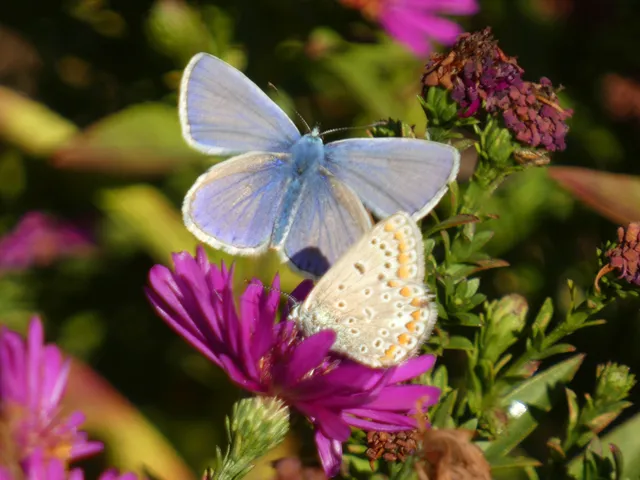 Polyommatus icarus - közönséges boglárka
