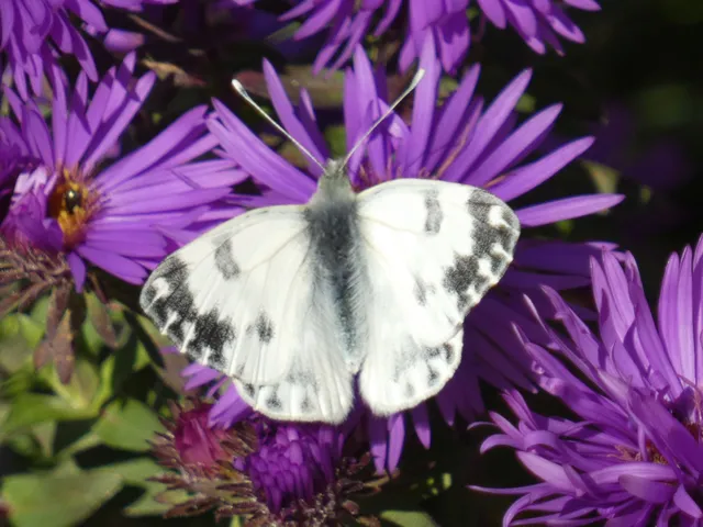 Pontia edusa - rezedalepke