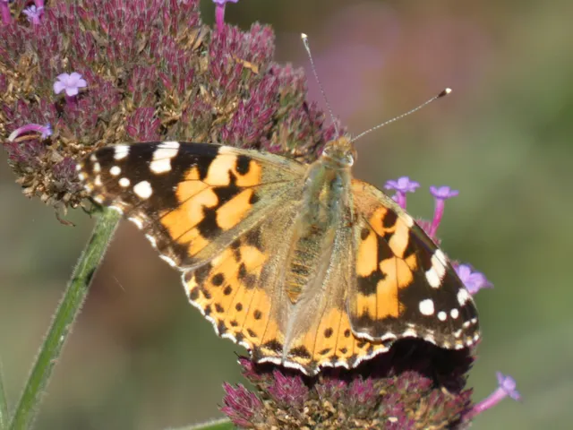 Vanessa cardui - bogáncslepke