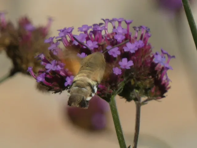 Macroglossum stellatarum - kacsafarkú szender