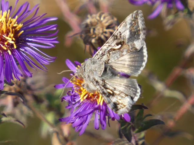Autographa gamma - gammalepke