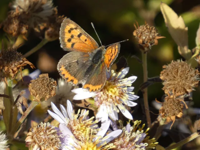 Lycaena phlaeas - közönséges tűzlepke