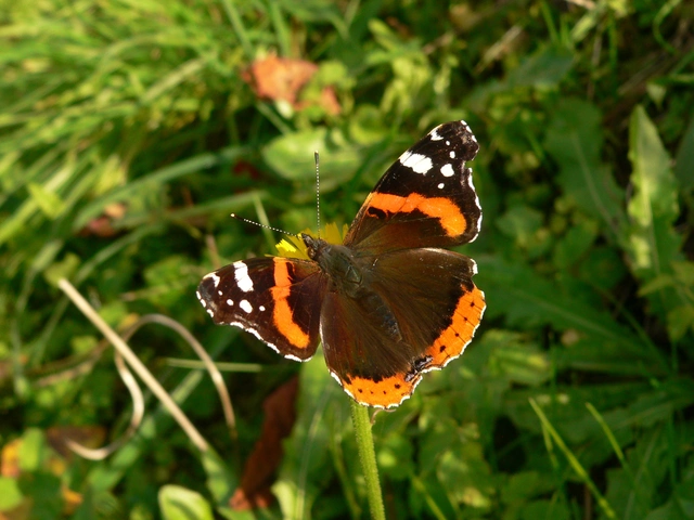 Vanessa atalanta - atalantalepke