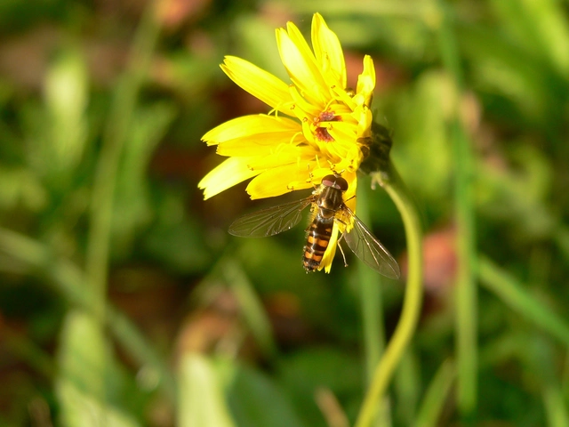 Episyrphus balteatus - ékfoltos zengőlégy