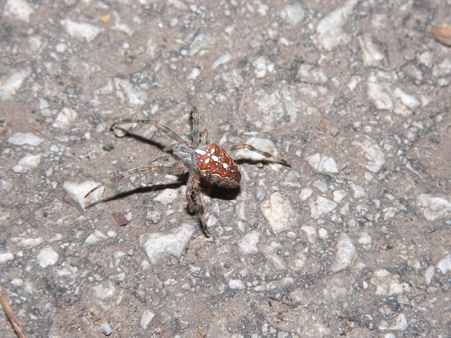 Araneus diadematus - koronás keresztespók