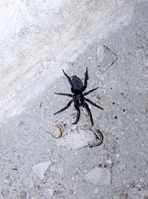 Gnaphosidae - kövipókok
