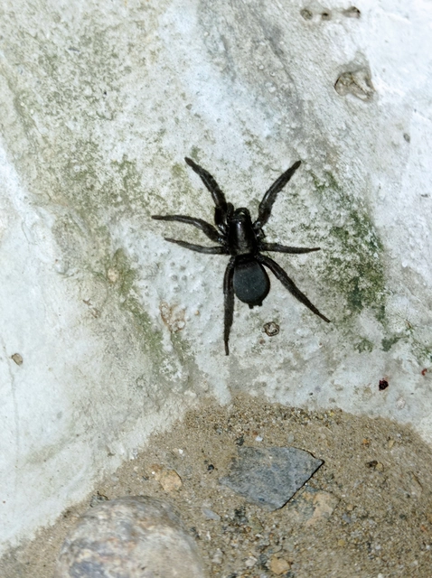 Gnaphosidae - kövipókok