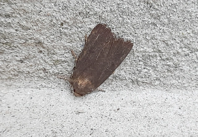 Amphipyra livida - zsírfényű bagoly