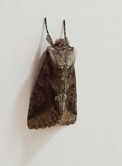 Allophyes oxyacanthae - galagonyabagoly