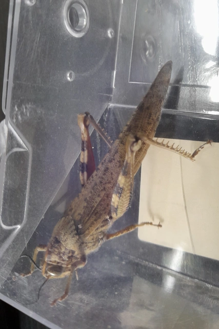 Anacridium aegyptium - egyiptomi sáska