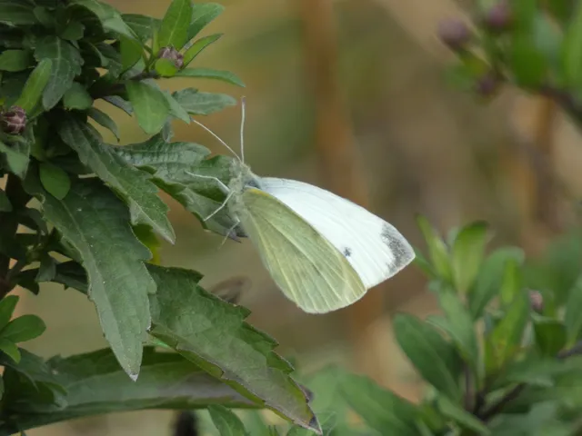 Pieris rapae - répalepke