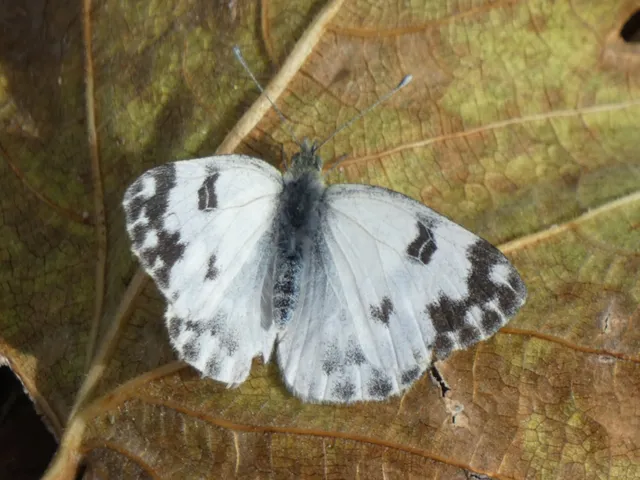 Pontia edusa - rezedalepke