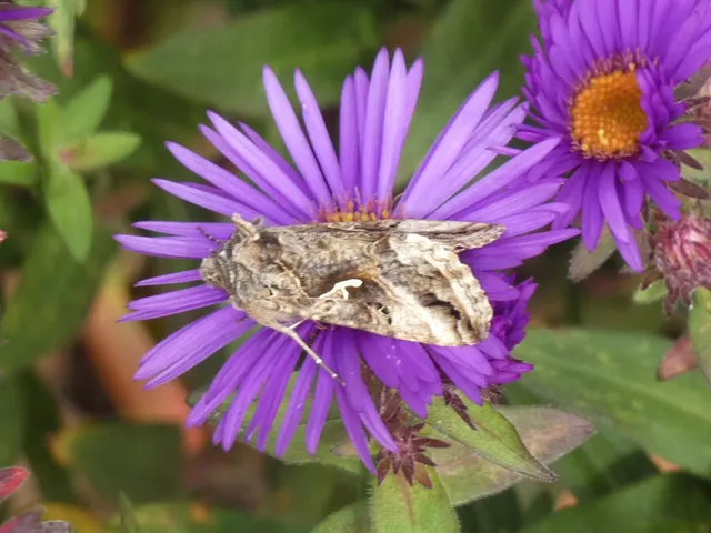 Autographa gamma - gammalepke