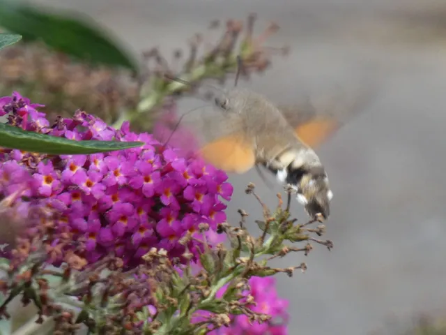 Macroglossum stellatarum - kacsafarkú szender