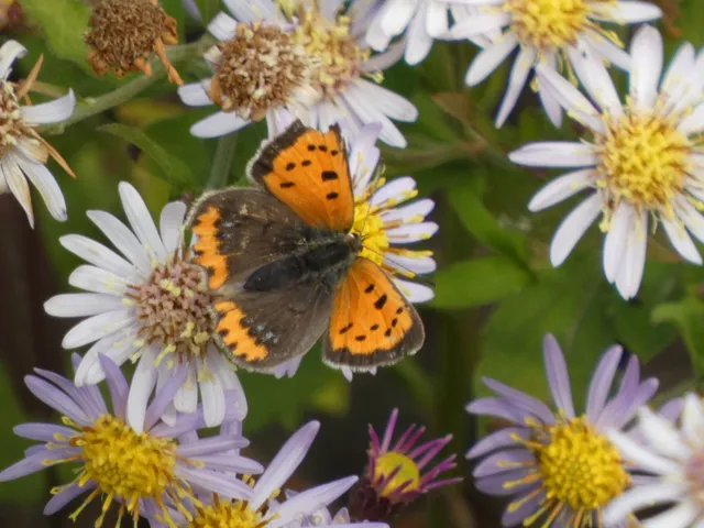 Lycaena phlaeas - közönséges tűzlepke
