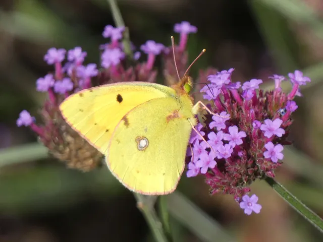 Colias croceus - sáfránylepke