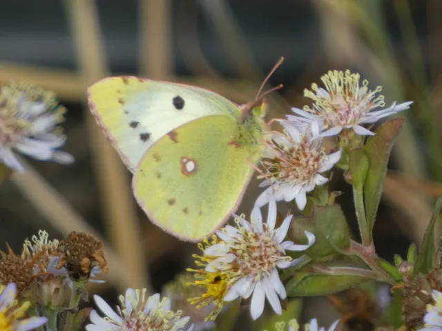 Colias