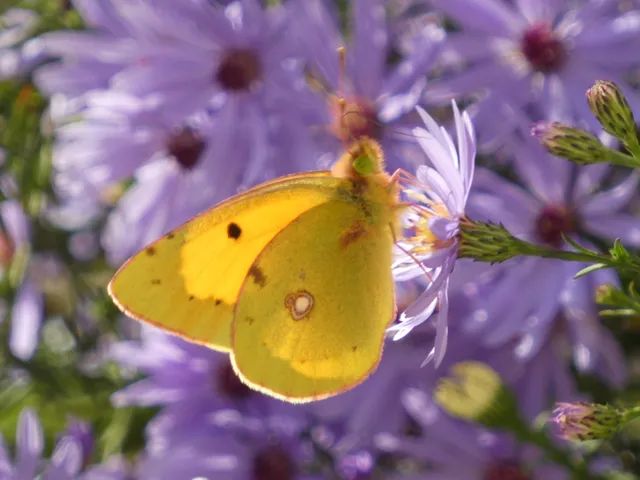Colias croceus - sáfránylepke