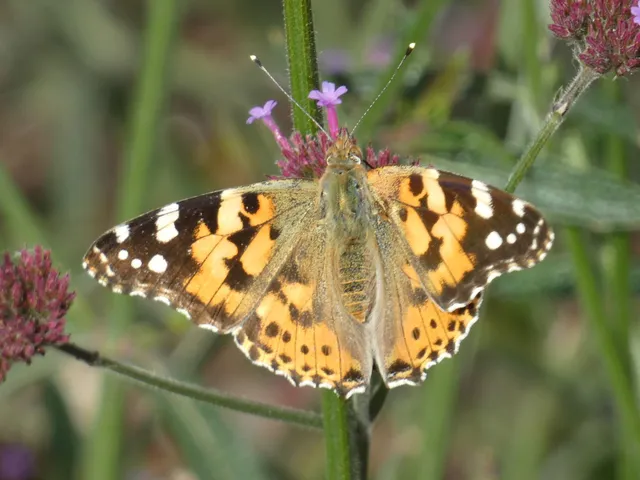 Vanessa cardui - bogáncslepke