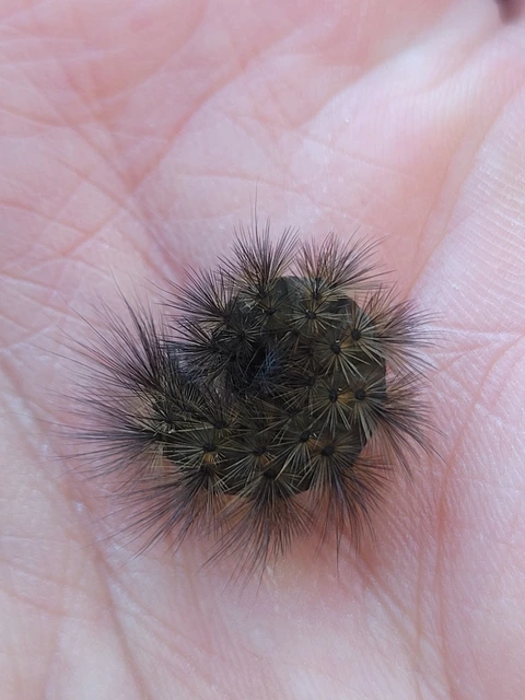Phragmatobia fuliginosa - füstös medvelepke