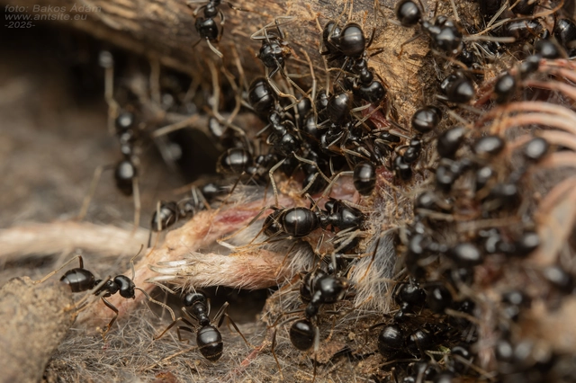 Lasius fuliginosus - kartonépítő fahangya