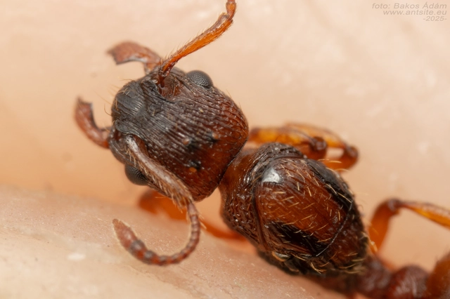 Myrmica scabrinodis - réti bütyköshangya