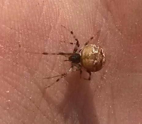 Parasteatoda tabulata - bevándorló törpepók