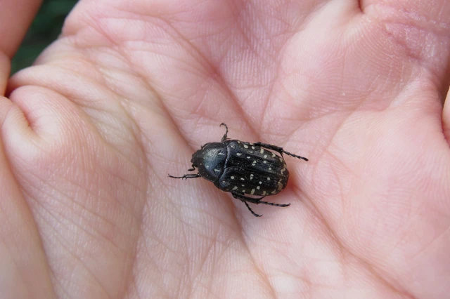 Oxythyrea funesta - sokpettyes virágbogár