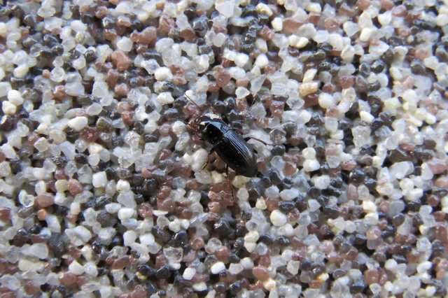 Harpalus distinguendus - mezei lomhafutó