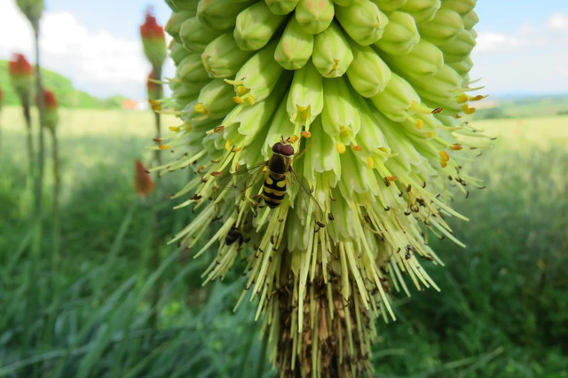 Syrphidae - zengőlegyek