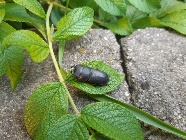 Dorcus parallelipipedus - kis szarvasbogár