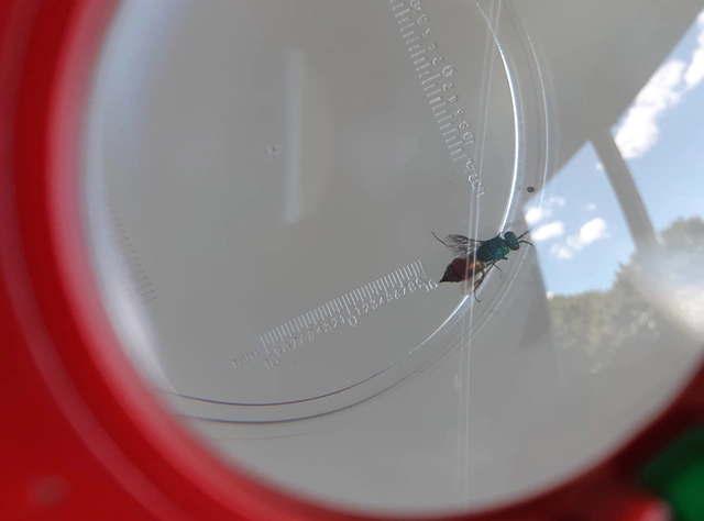 Chrysis taczanovskii